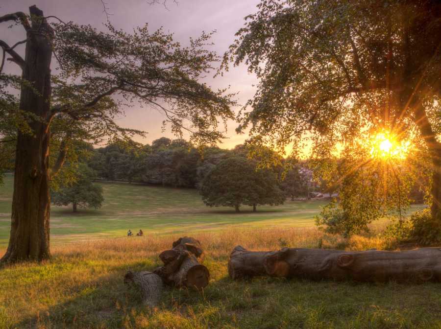 an orange sunset taking place behind greenery in a park 